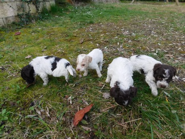 Lagotto Romagnolo