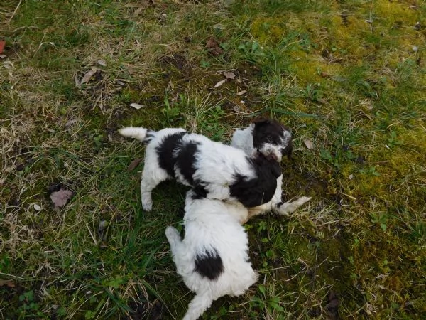 Lagotto Romagnolo | Foto 2