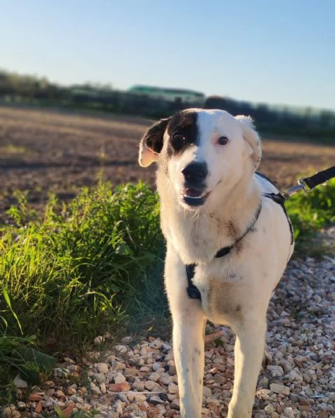 Chloe cucciola di 9 mesi cerca casa