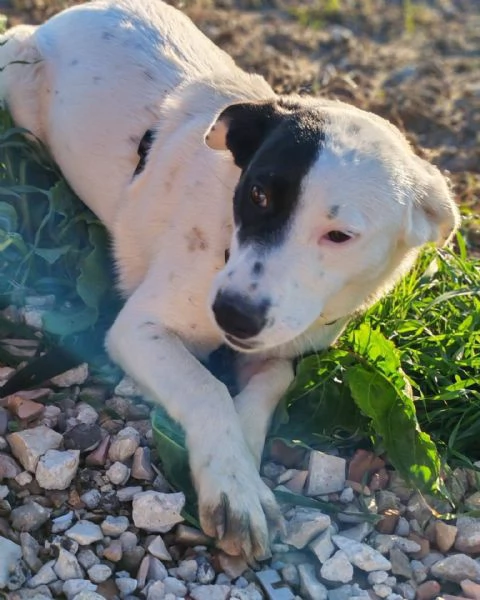 Chloe cucciola di 9 mesi cerca casa | Foto 4