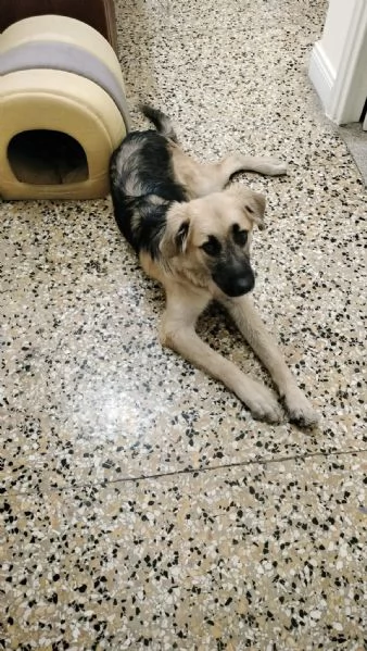 Cedo cucciolone di 15 mesi | Foto 0