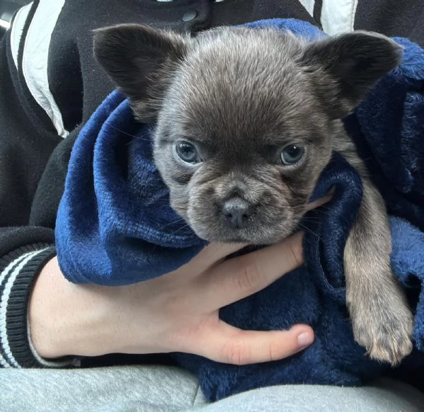 Vendo cucciolo bulldog francese fluffy 