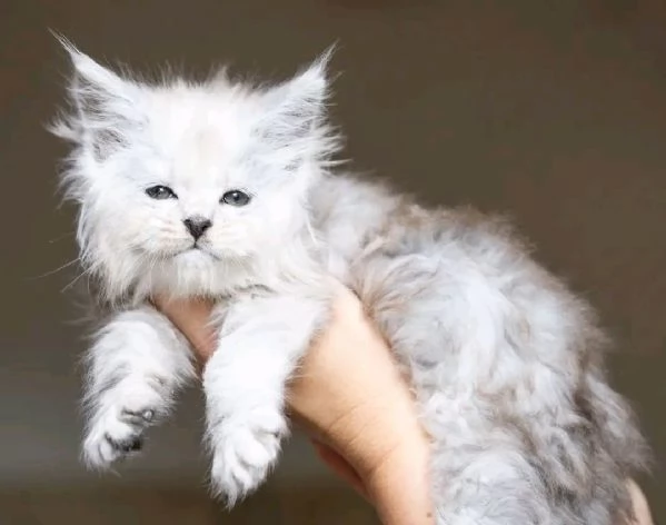 Maine Coon cuccioli pedigree | Foto 0