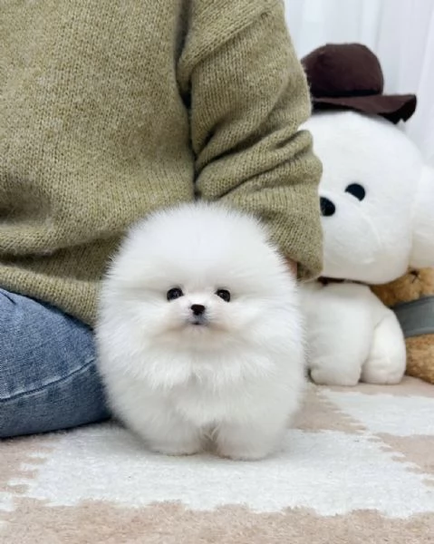Cucciolo di Pomerania Mini Toy maschio e femmina amante del divertimento | Foto 1