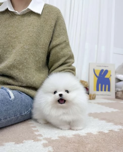 Cucciolo di Pomerania Mini Toy maschio e femmina amante del divertimento | Foto 0
