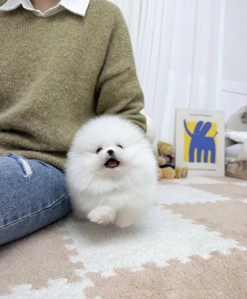 Cucciolo di Pomerania Mini Toy maschio e femmina amante del divertimento