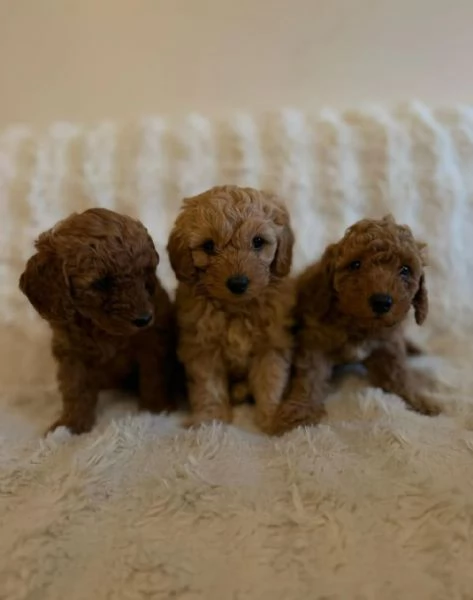 cuccioli di barboncino | Foto 3