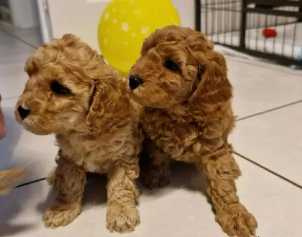 cuccioli di barboncino | Foto 1
