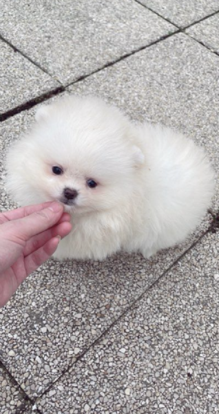 REGALO  VOLPINO POMERANIA MINI TOY 