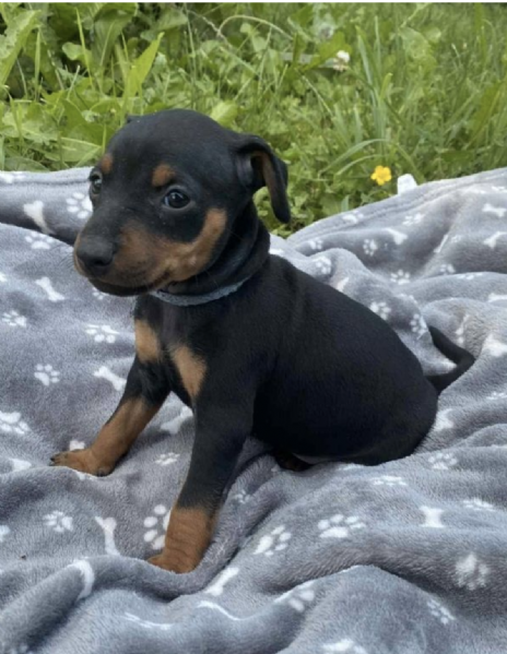 REGALO CUCCIOLI DI PINSCHER 