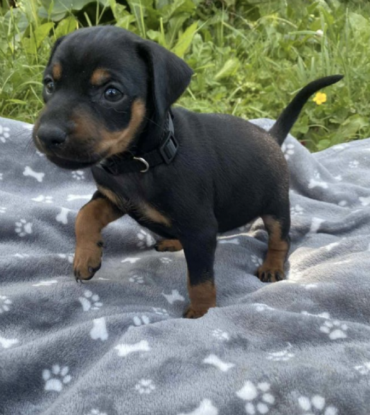 REGALO CUCCIOLI DI PINSCHER  | Foto 0