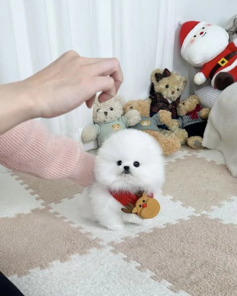 Cucciolo di Volpino Pomerania | Foto 3