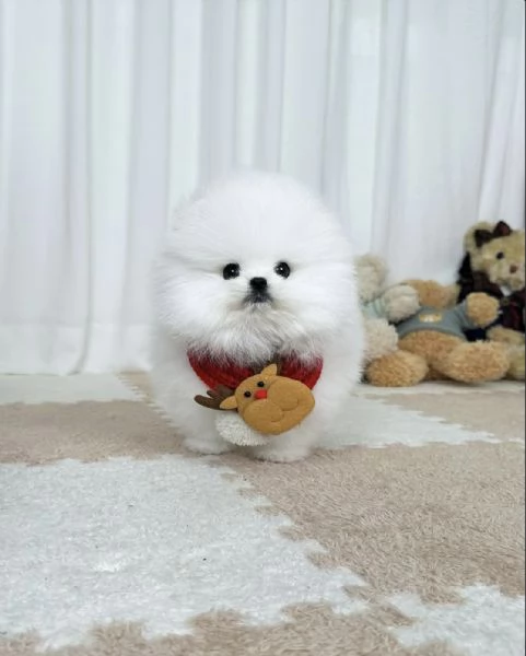 Cucciolo di Volpino Pomerania | Foto 1