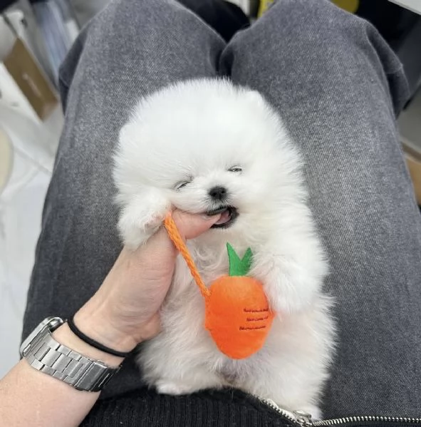 Cucciolo di Volpino Pomerania