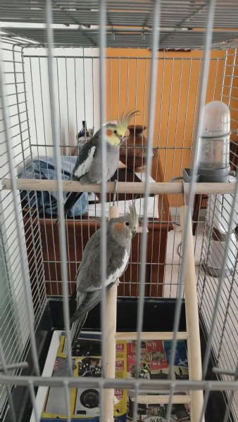 Regalo coppia di calopsite da privato  | Foto 2