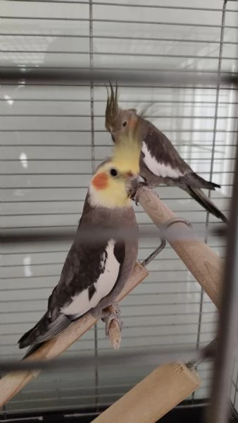 Regalo coppia di calopsite da privato  | Foto 0