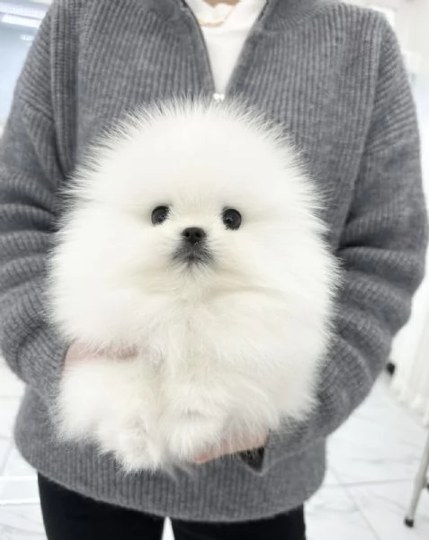 Cucciolo di Volpino Pomerania in adozione | Foto 2