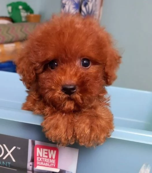 CUCCIOLI DI CANE BARBONCINO TOY | Foto 0