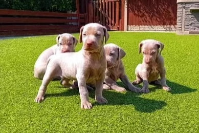 Splendidi cuccioli di Weimaraner