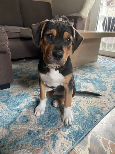 cucciolo di amstaff tricolor  | Foto 0