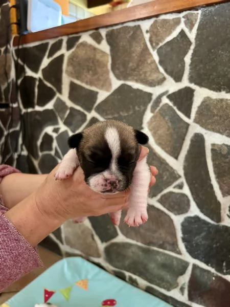 Bulldog francesi con pedigree