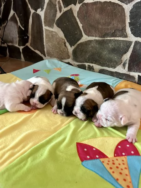 Bulldog francesi con pedigree | Foto 0