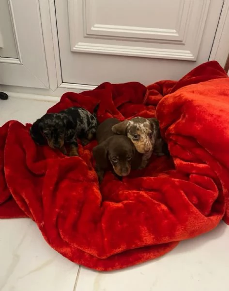 Cuccioli di Bassotto  | Foto 4