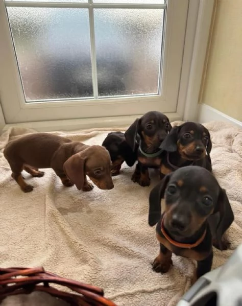 Cuccioli di Bassotto | Foto 2