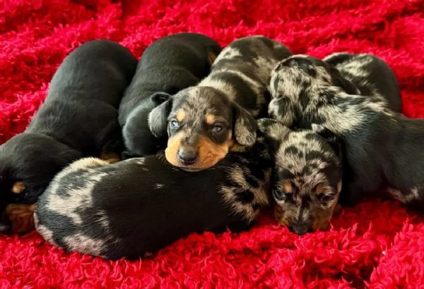 Cuccioli di Bassotto | Foto 5