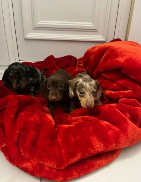 Cuccioli di Bassotto  | Foto 4