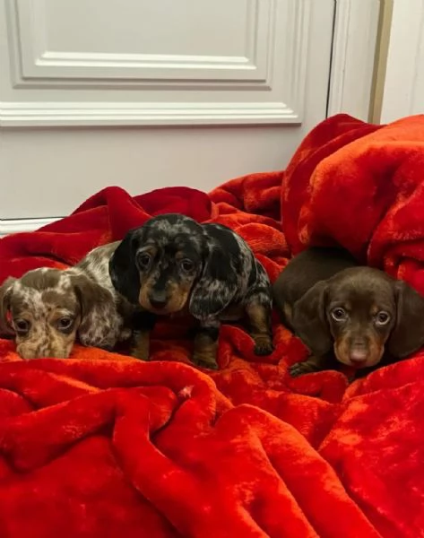 Cuccioli di Bassotto  | Foto 1