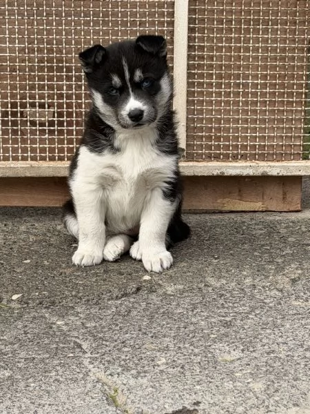 Husky siberiano 