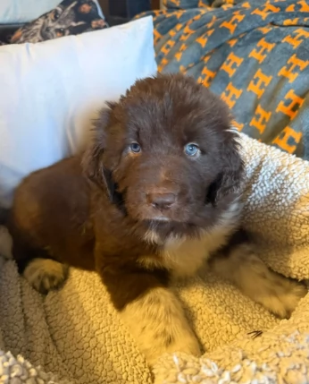 Fantastici cuccioli di Terranova | Foto 0