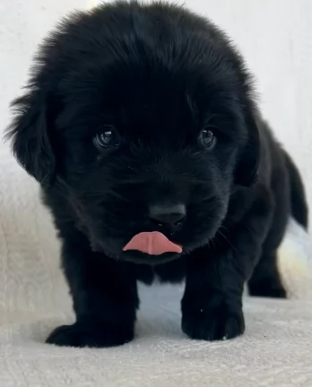 Fantastici cuccioli di Terranova