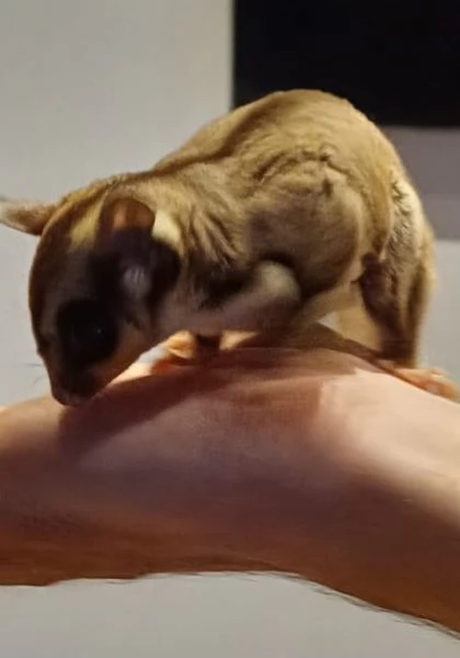 Petauro femmina | Foto 1