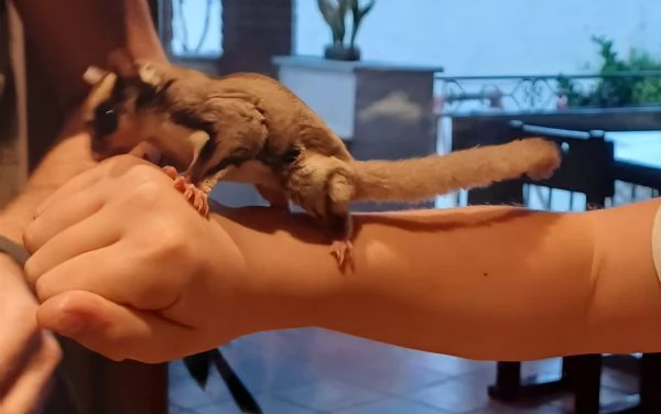 Petauro femmina | Foto 0