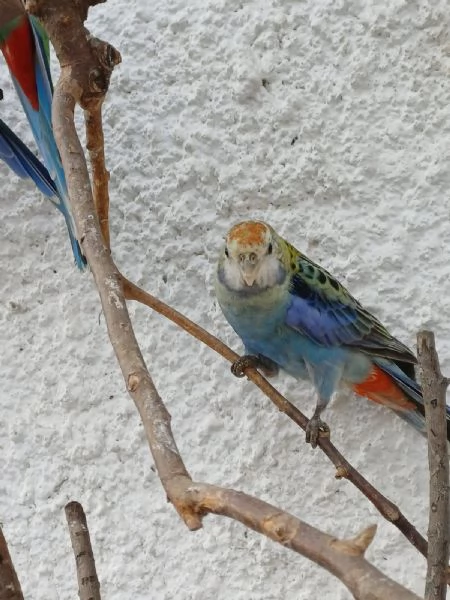 Rosella Pallida | Foto 0