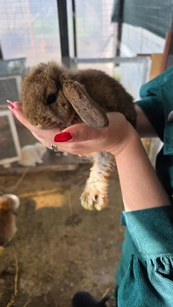 Coniglio Ariete  | Foto 2