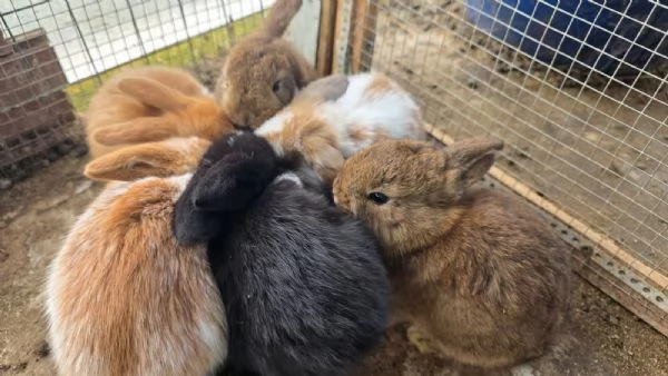 Coniglio Ariete  | Foto 0