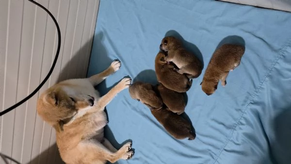 Cuccioli di shiba 
