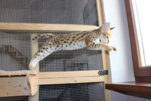 Bellissimi cuccioli Savannah F5 disponibili | Foto 4