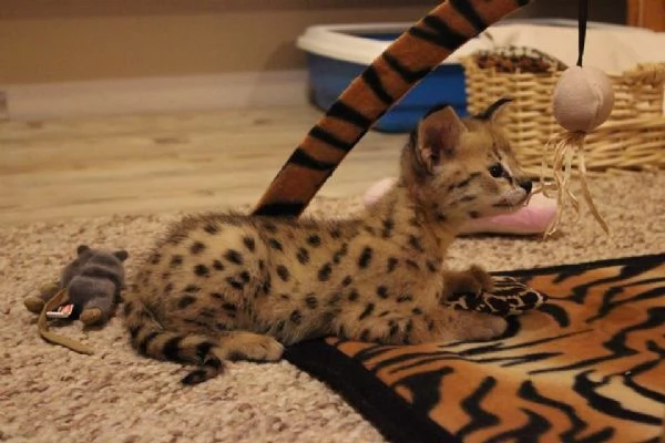 Bellissimi cuccioli Savannah F5 disponibili | Foto 2