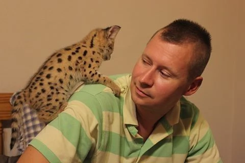 Bellissimi cuccioli Savannah F5 disponibili | Foto 1