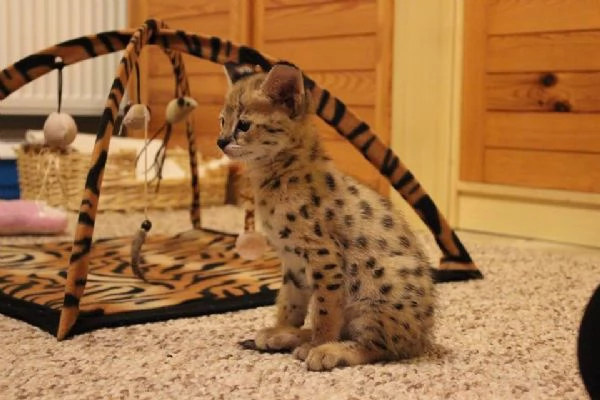 Bellissimi cuccioli Savannah F5 disponibili