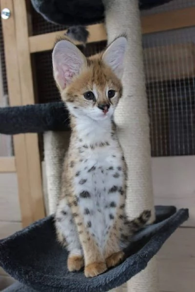 Bellissimi cuccioli Savannah F5 disponibili | Foto 0