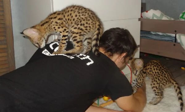 Cuccioli di Caracal e Serval disponibili | Foto 3