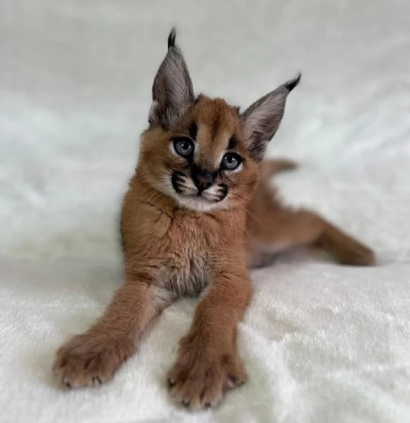 Cuccioli di Caracal e Serval disponibili | Foto 2