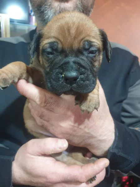 Cuccioli Bullmastiff