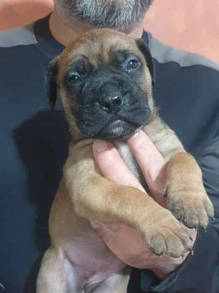 Cuccioli Bullmastiff | Foto 4