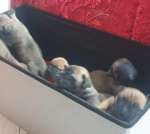 Cuccioli Bullmastiff | Foto 3